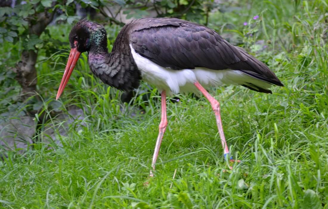 Black Stork (Ciconia nigra) in Kopacki rit, Croatia